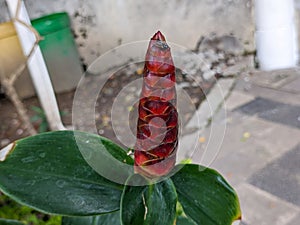 A close up of Costus woodsonii flower